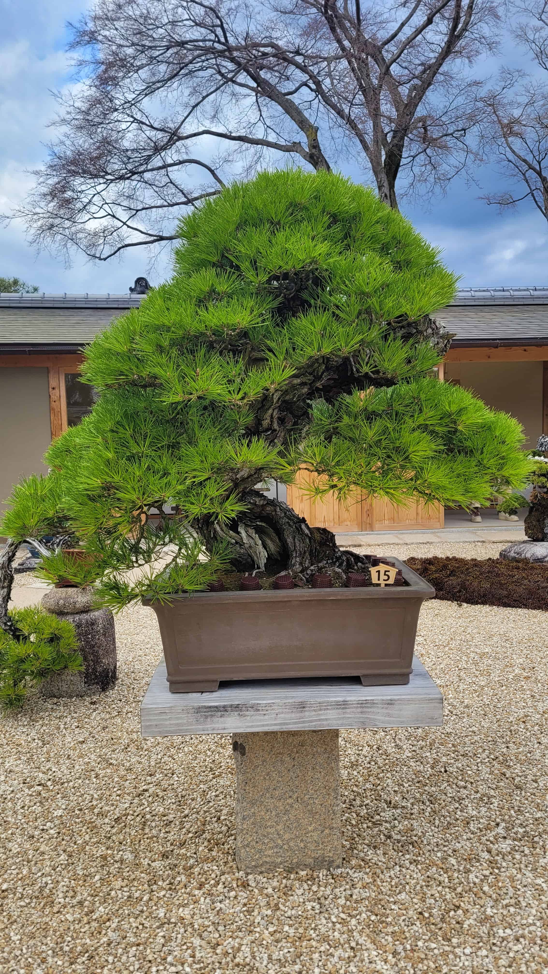 A pine bonsai tree from kyoto in Japan
